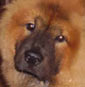 Le chien et les couleurs